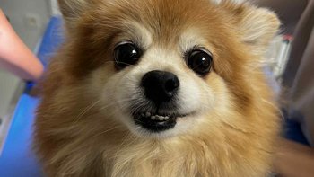 Zbiórka Pomóż Lilce - miniaturka zdjęcia