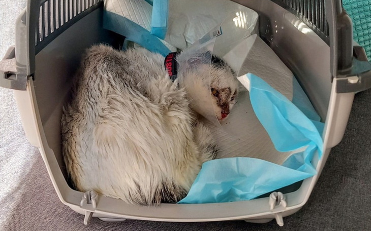 Kot w transporterze po operacji.