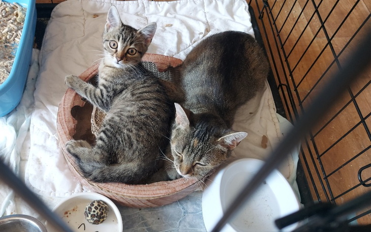 Zbiórka Utrzymanie w DT dla koteczków. - zdjęcie główne