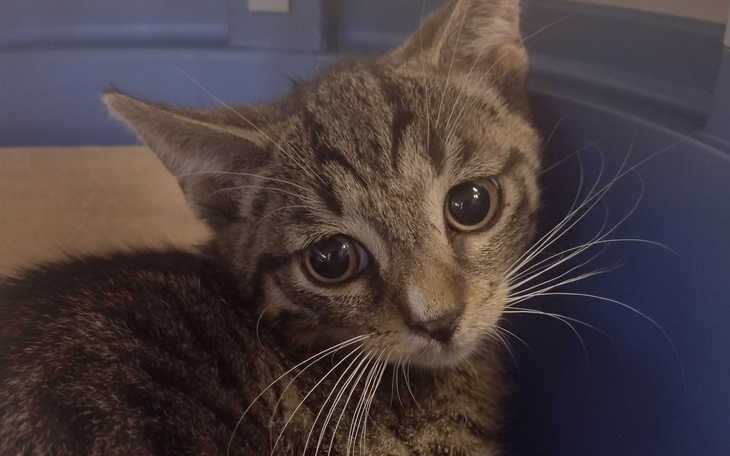 Mały kotek z dużymi oczami, wyglądający na ciekawskiego i urokliwego.