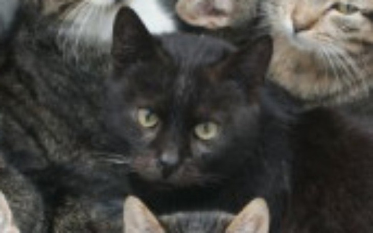 Zbiórka Na zakup karmy dla zwierząt - zdjęcie główne