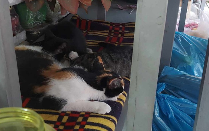 Zbiórka Rodzina z cmentarza - zdjęcie główne