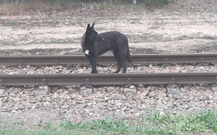 Zbiórka Na karmę dla bied z lasu - zdjęcie główne