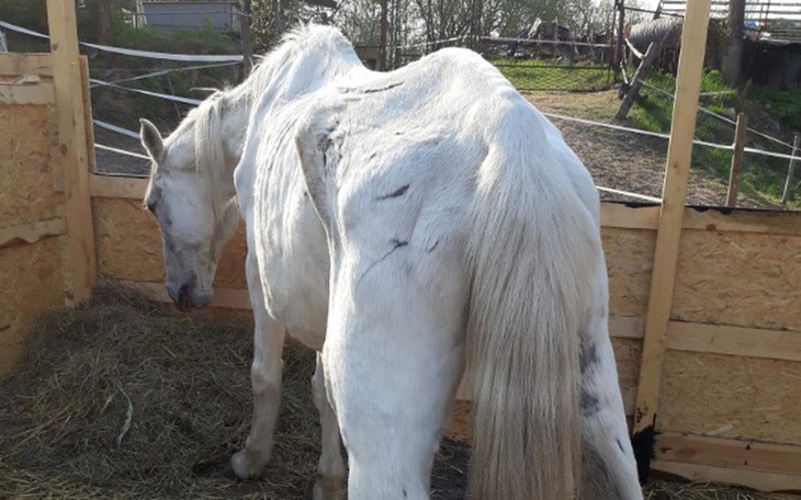 Zbiórka Koński los  :( - zdjęcie główne