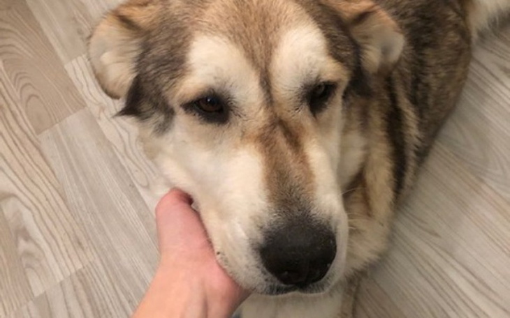 Zbiórka Walczymy o Alaskę - zdjęcie główne