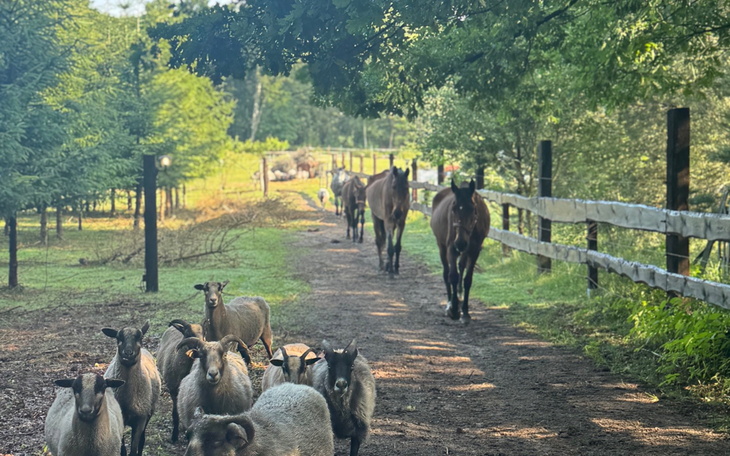 Grupa owiec i koni na wiejskiej drodze.
