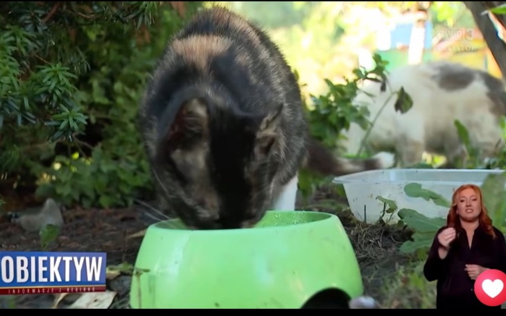 Zbiórka Pomoc w opiece weterynaryjnej - zdjęcie główne