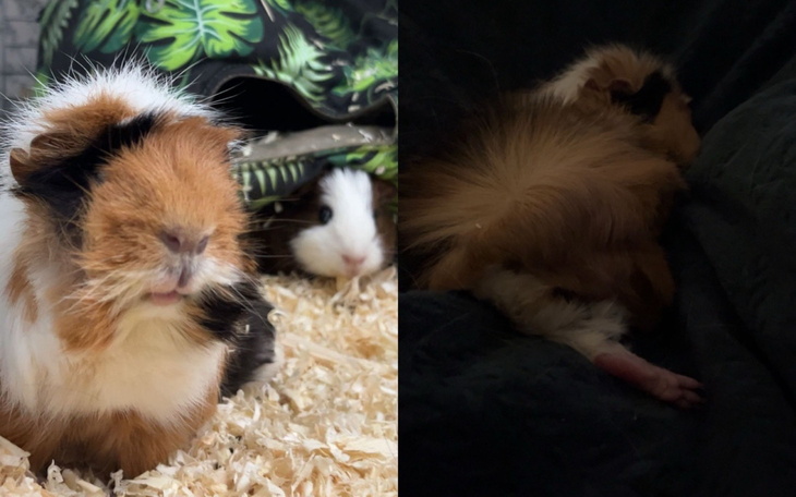 Świnka morska w klatce, otoczona trocinami.