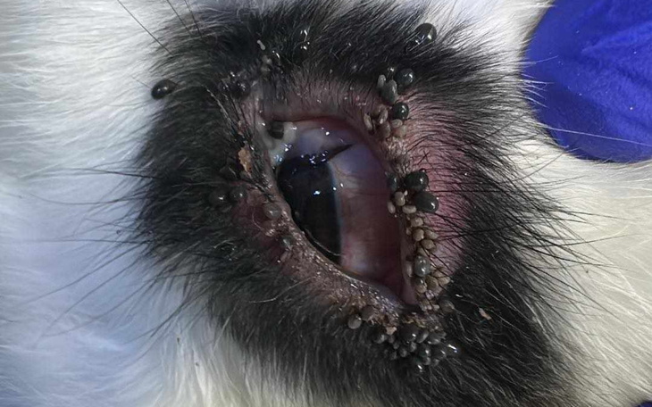 Zbliżenie na oko kota z pasożytami, wymagające interwencji.