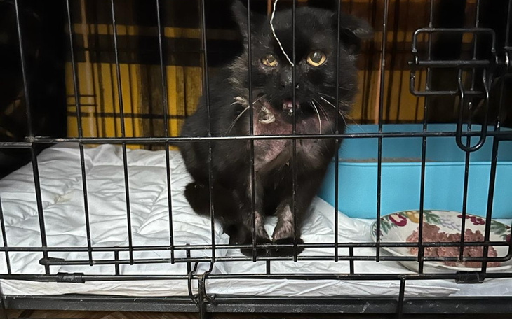 Zbiórka Franek prosi o pomoc - zdjęcie główne