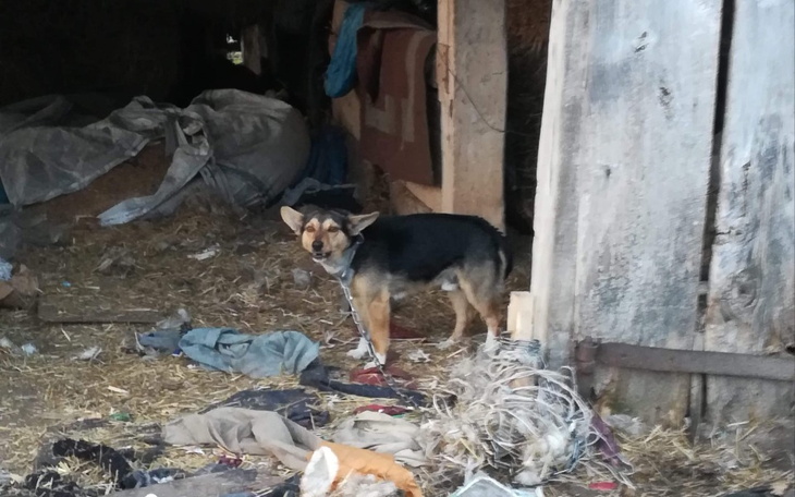 Zbiórka Głodne, dzikie bez schronienia - zdjęcie główne