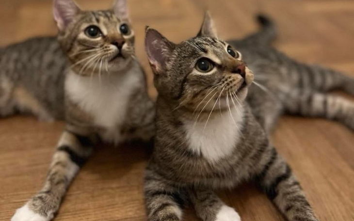 Zbiórka Karma dla kudłatych - zdjęcie główne