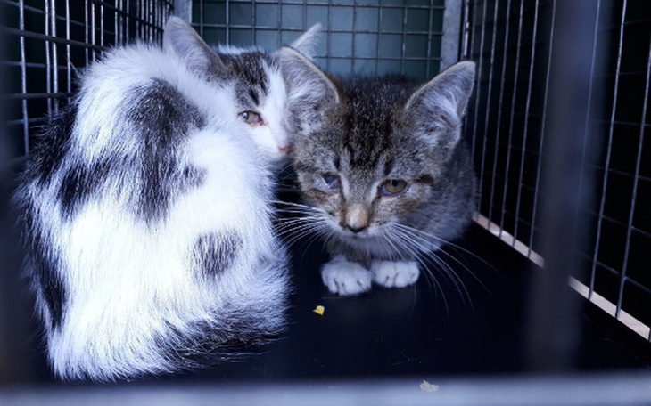 Zbiórka Koci tyfus je zabija! - zdjęcie główne