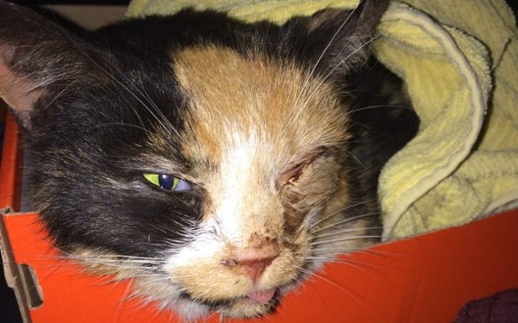 Zbiórka wsparcie dla Kitki - zdjęcie główne