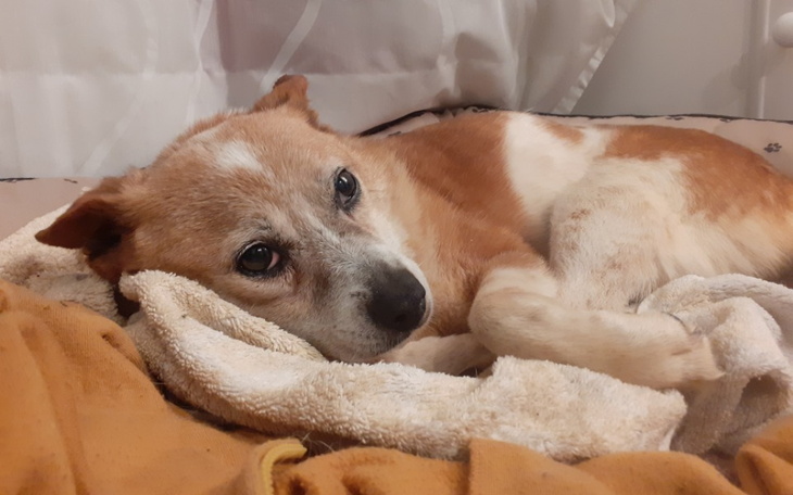 Zbiórka Operacja ratująca życie Bazi - zdjęcie główne