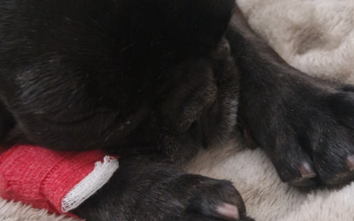 Śpiący pies rasy buldog francuski z opatrunkiem na łapie.