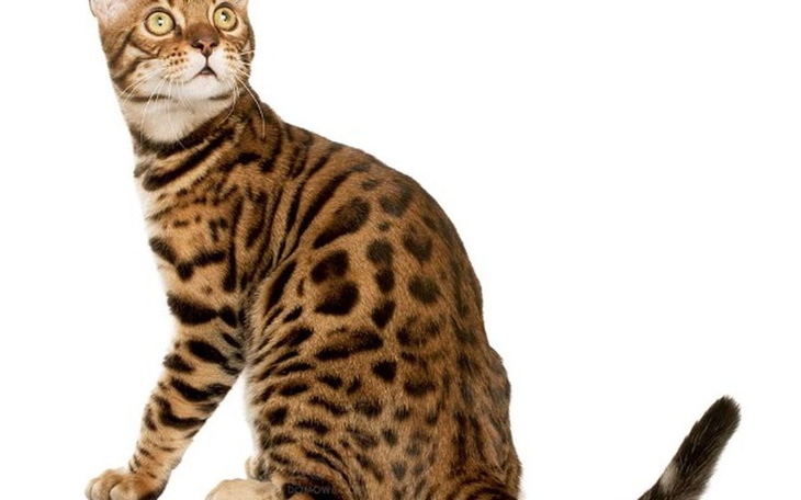 Zbiórka Kot Bengalski - zdjęcie główne