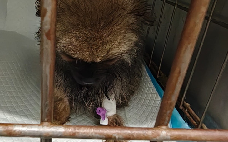 Chory pies w klatce, potrzebujący pomocy weterynaryjnej.