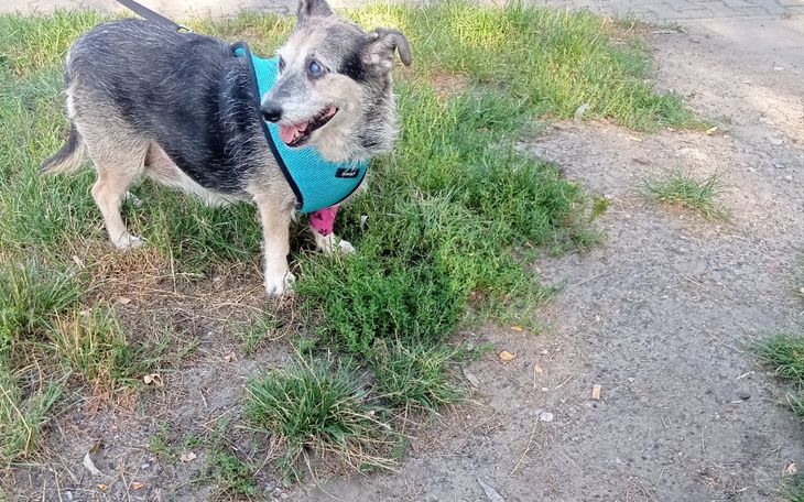 Zbiórka Geriatryczna sunia luka - zdjęcie główne