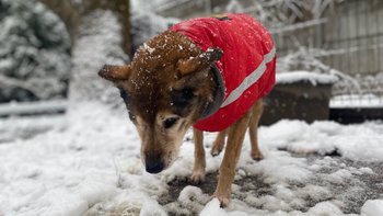 Zbiórka Mikołajki dla zwierząt - Pomóż - miniaturka zdjęcia
