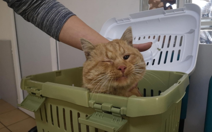 Zbiórka Pomoc dla działkowego Rudzika - zdjęcie główne