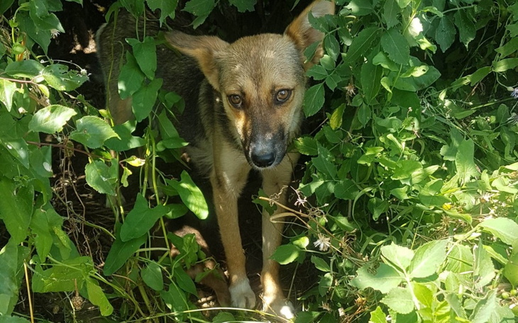 Zbiórka Z pomocą psiej mamie - zdjęcie główne