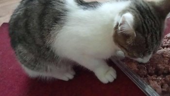 Zbiórka Jesienny wyrzutek - miniaturka zdjęcia