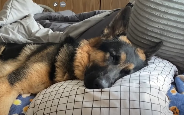 Zbiórka na pomoc yuki - zdjęcie główne