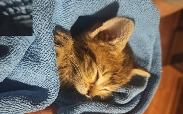 Zbiórka Bezdomne, chore kociaki - zdjęcie główne