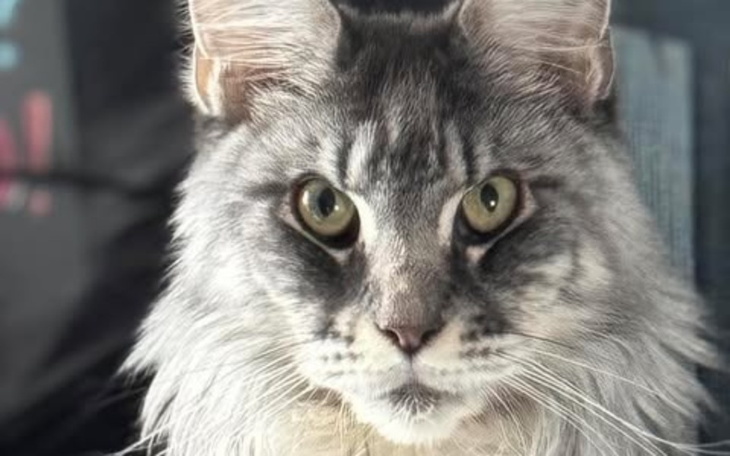 Portret kota z wyrazistymi oczami i długim futrem.