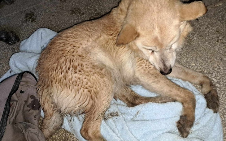 Mokry pies leżący na ręczniku, wygląda na zmęczonego.