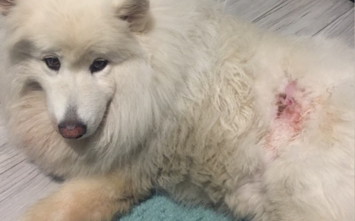 Zbiórka Leczenie Fibi - zdjęcie główne