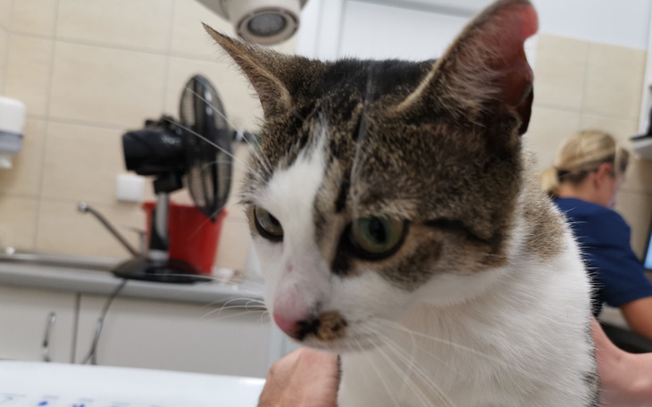 Zbiórka Kłopoty skórne niesfornej Rozi - zdjęcie główne