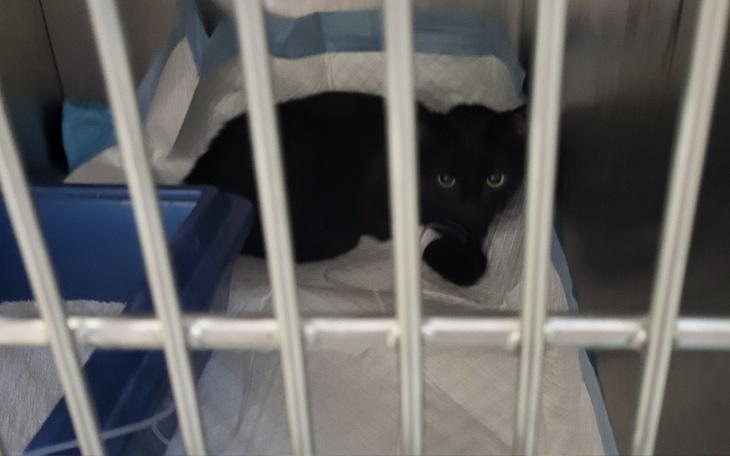 Zbiórka Czarusia -kolejny rzut choroby - zdjęcie główne