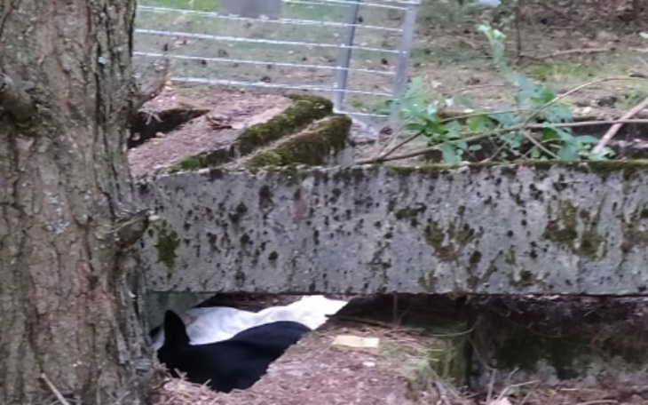 Zbiórka Wyłapanie dwóch dzikich suni - zdjęcie główne