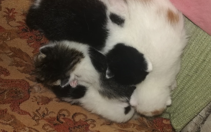 Zbiórka Na karmę i schronienie kotów - zdjęcie główne