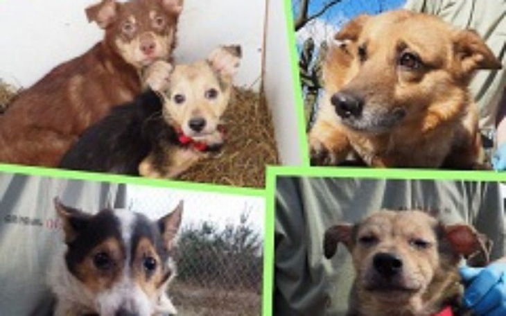 Zbiórka 59 chorych psów...W JEDNYM DOMU! - zdjęcie główne