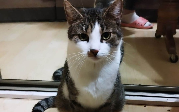 Zbiórka Operacja Koko - zdjęcie główne