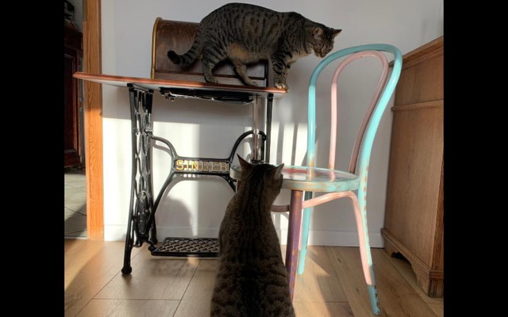 Zbiórka Licytacje na kastracje 1 - zdjęcie główne