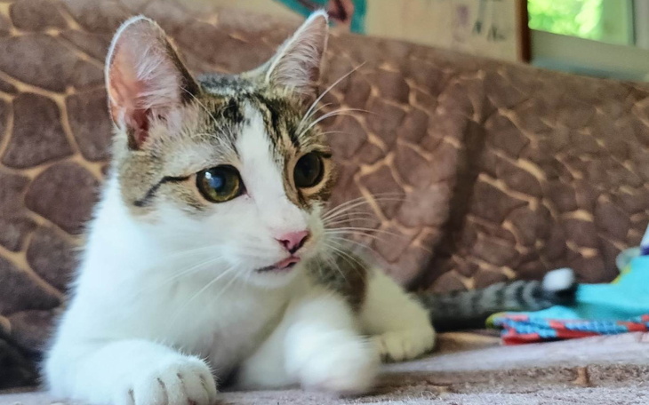 Zbiórka Trzy chore kotki błagają o pomoc - zdjęcie główne