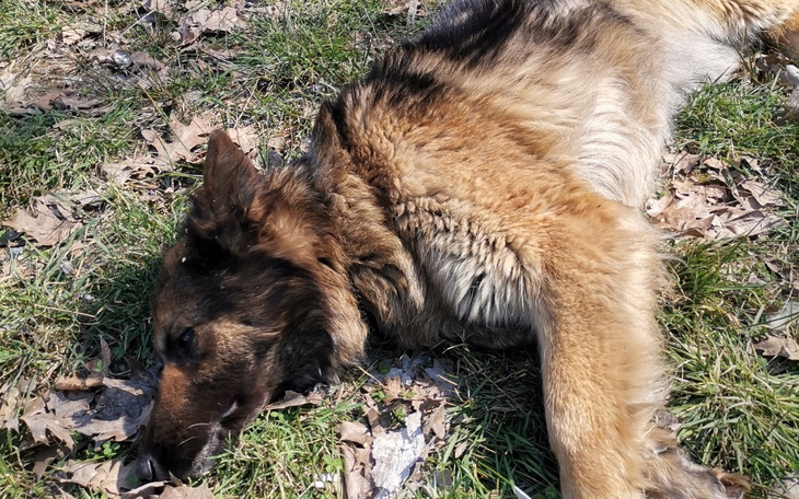 Zbiórka Operacja stawów Kadi - zdjęcie główne