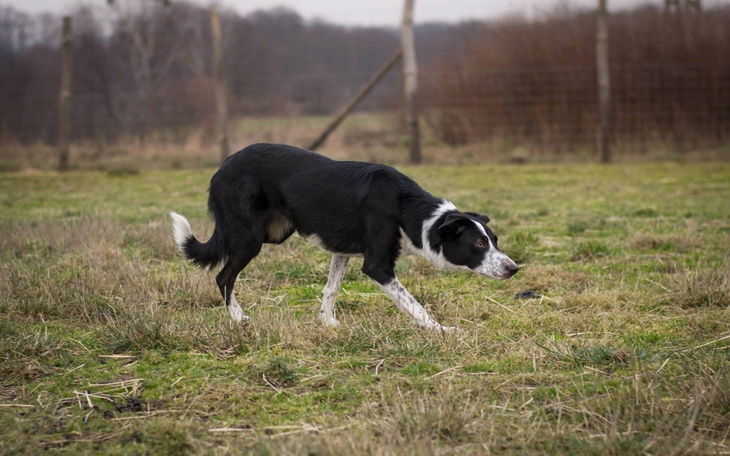 Czarny pies rasy border collie spacerujący po trawie.