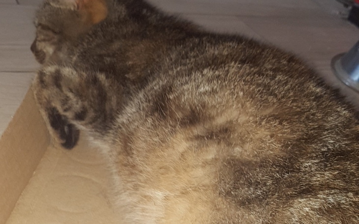 Zbiórka Znaleziona kotna kotka. - zdjęcie główne