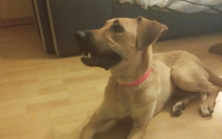 Zbiórka Transport i leczenie chorej Zoe - zdjęcie główne