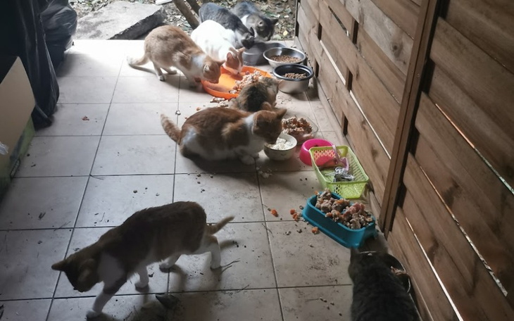 Zbiórka Głodne kotki zima na działkach - zdjęcie główne