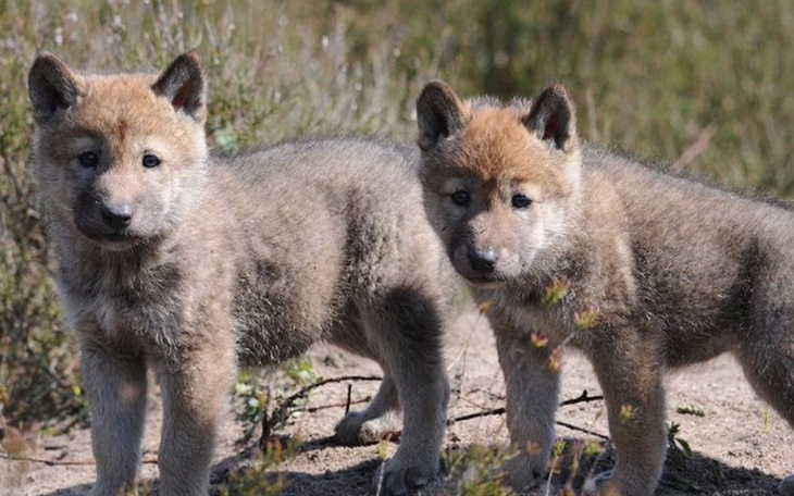Zbiórka Urodzinowo dla SdN "Wilk"! - zdjęcie główne