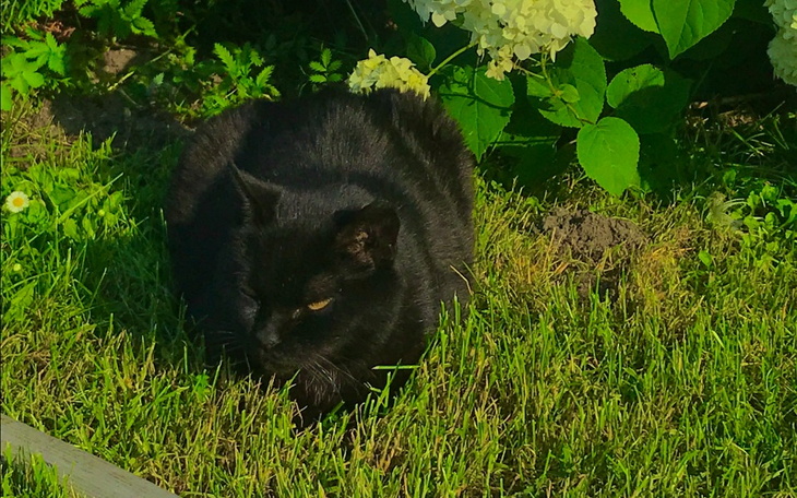 Zbiórka Pomoc na leczenie raka, Salem - zdjęcie główne