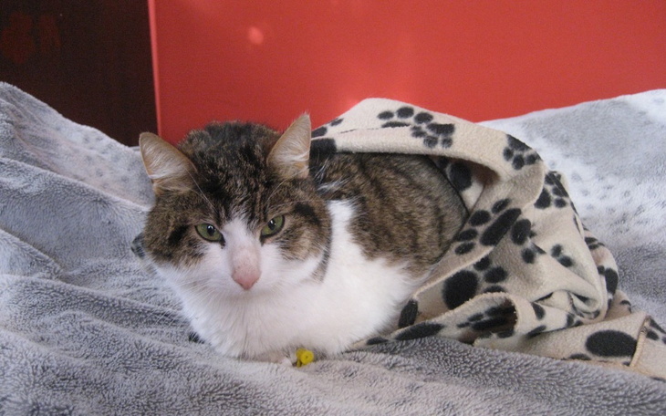 Zbiórka Czy 2 letni Gucio musi umrzeć - zdjęcie główne