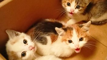 Zbiórka Jasmine, Orlaya i Peonia - miniaturka zdjęcia