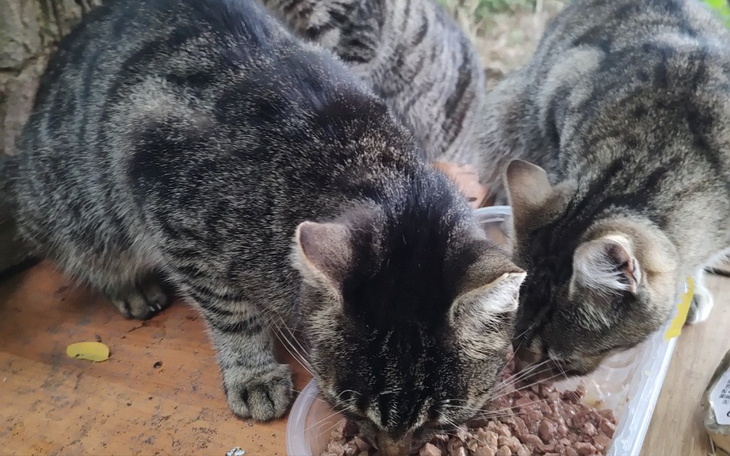 Zbiórka Karma dla kociaków - zdjęcie główne